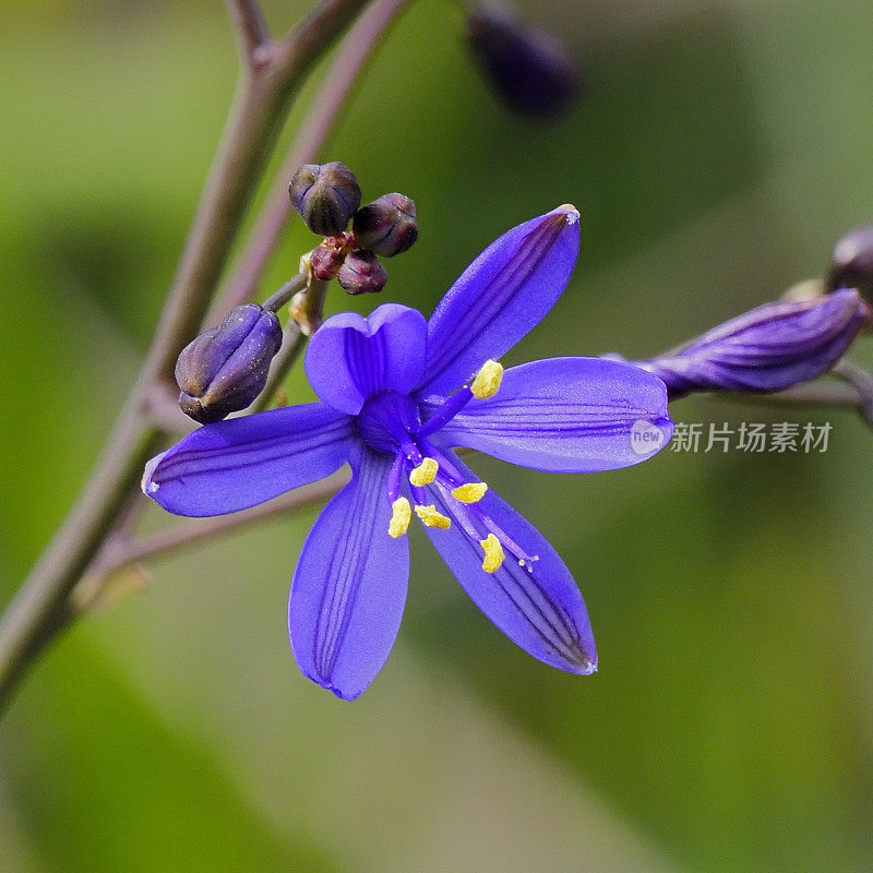 “Azulillo”或“Pajarito Azul”的一朵花，生长在安第斯山麓。